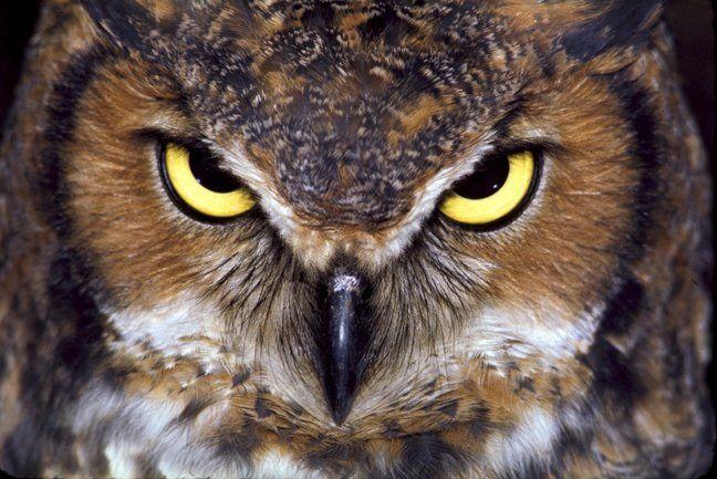 Evil Owl Logo - Ann Themm the Evil Owl (@ann_themm) | Twitter