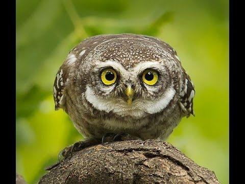 Evil Owl Logo - THE EVIL OWL.....