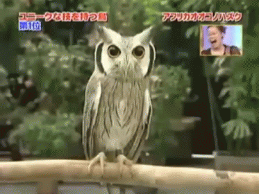 Evil Owl Logo - Evil Owl Aka Count Drowlcula! GIF - Owl TransformerOwl Terrifying -  Discover & Share GIFs