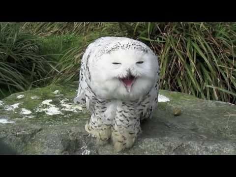 Evil Owl Logo - Evil Owl - Owls Video