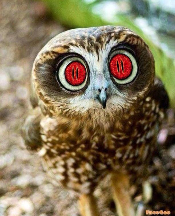 Evil Owl Logo - Evil owl by sydneyrose23 on DeviantArt