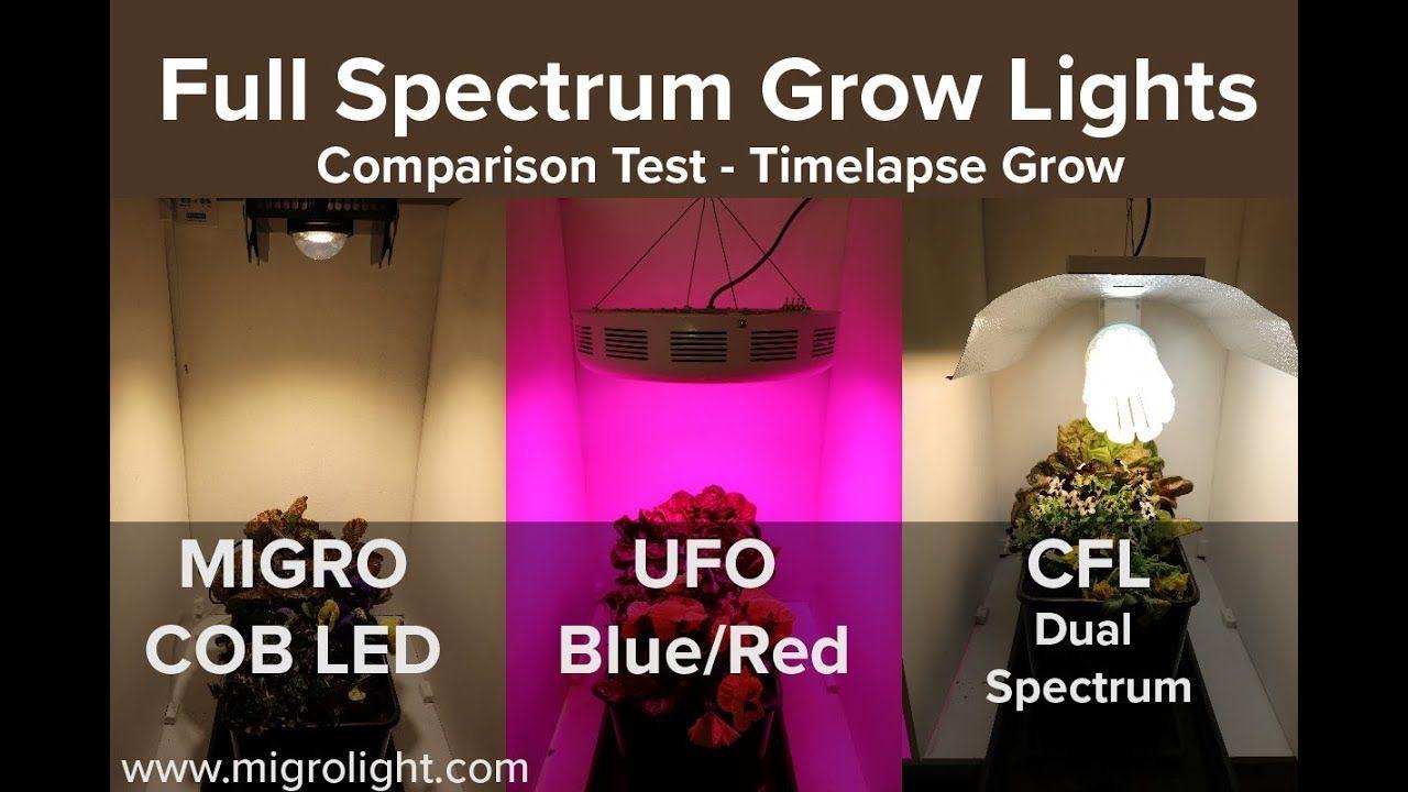 Red and Blue CFL Logo - Full spectrum grow light comparison test - COB vs Red Blue LED vs ...