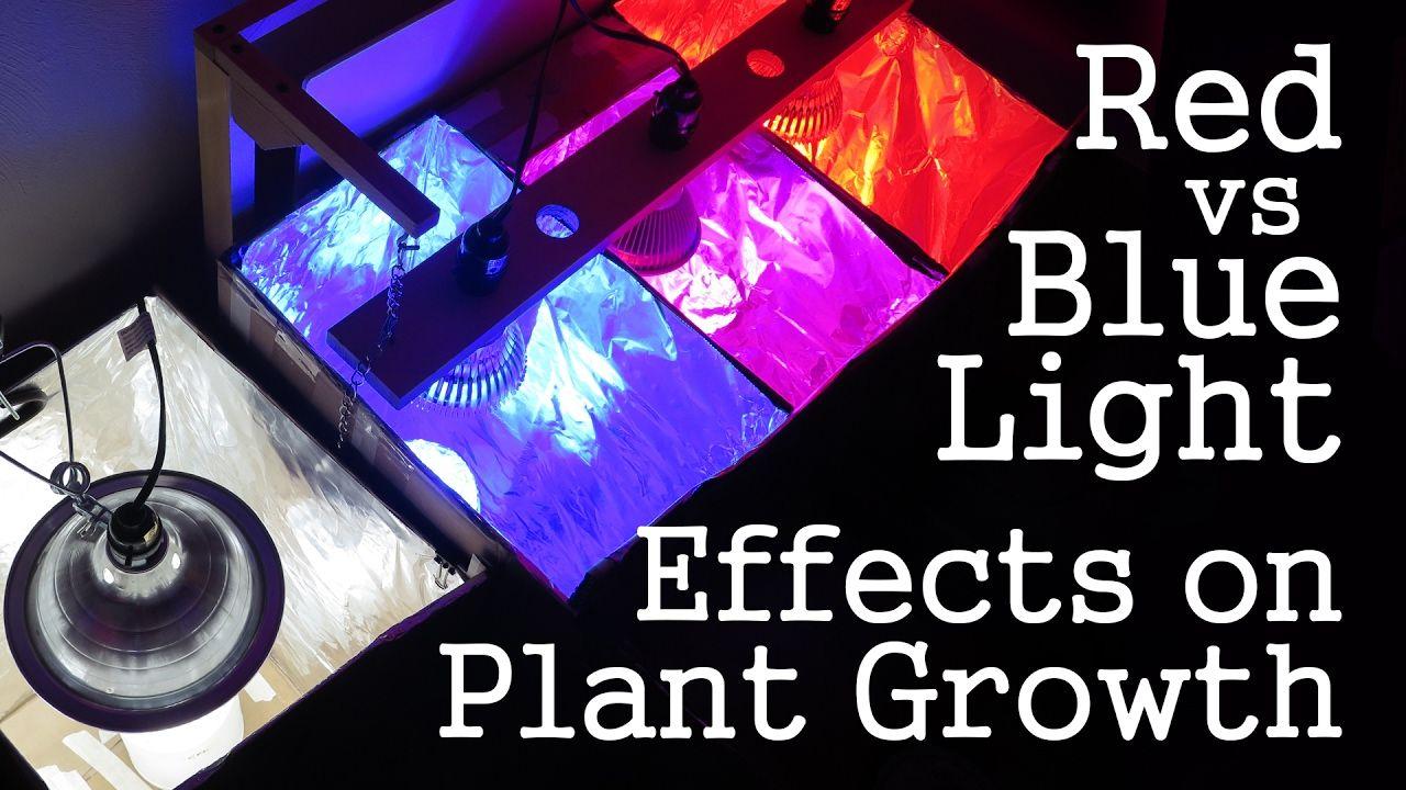 Red and Blue CFL Logo - Experiment: Red Light vs Blue Light -How Spectrums Affect Plant ...