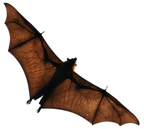The Birds On Bat Logo - Bat Facts and Information