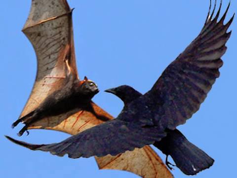 The Birds On Bat Logo - CRAZY AIR BATTLE VS CROWS