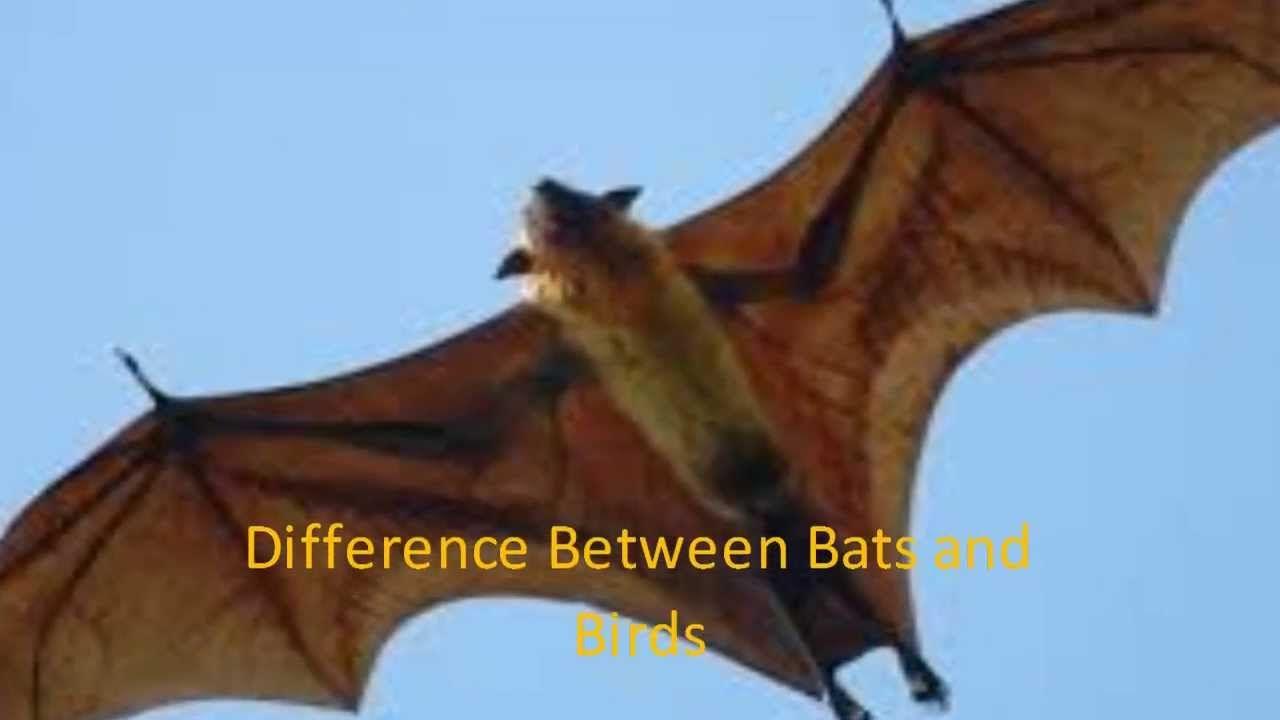 The Birds On Bat Logo - Difference Between Bats and Birds
