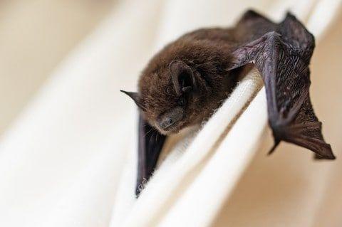 The Birds On Bat Logo - How to get rid of bats (or birds) in your chimney Washington Post