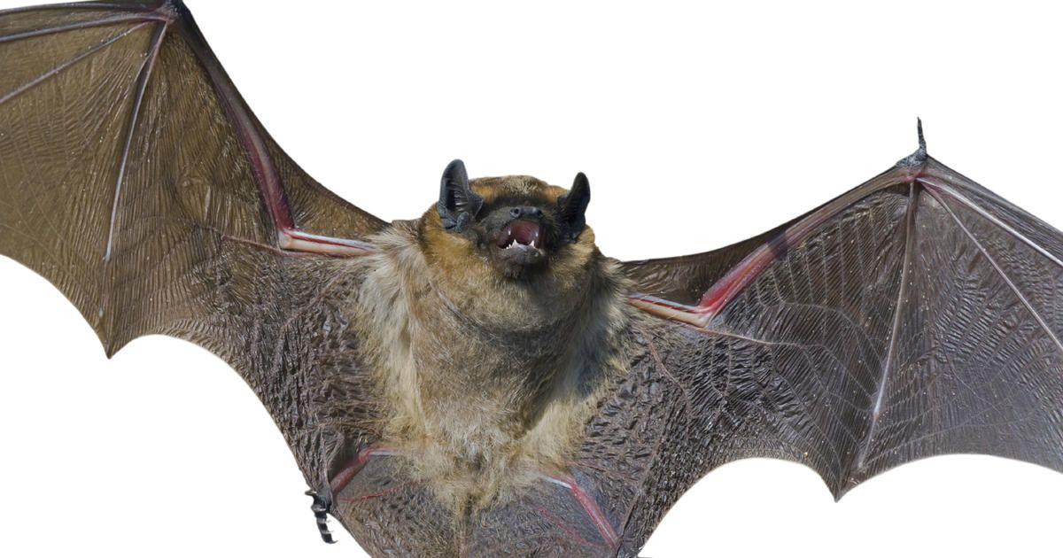 The Birds On Bat Logo - need rabies shots after child brings bat to school in Montana
