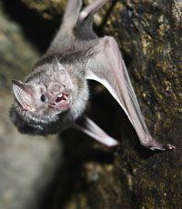 The Birds On Bat Logo - Monitoring options for birds and bats