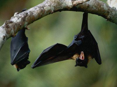 The Birds On Bat Logo - Birds of Eden Free Flight Sanctuary, Plettenberg Bay, South Africa