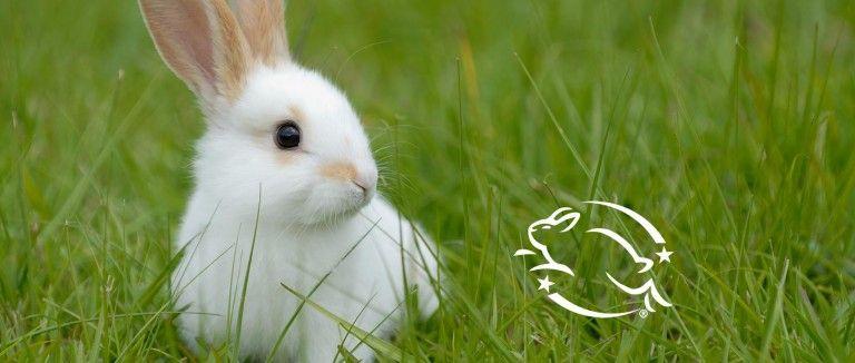Leaping Bunny Logo - Keep animal testing out of your shopping cart | The Humane Society ...