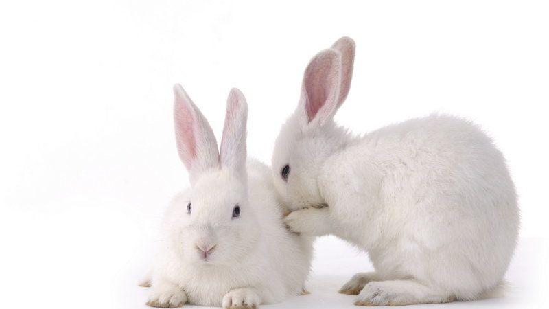 Leaping Bunny Logo - Petition · Change Cruelty Free International's Leaping Bunny Logo ...