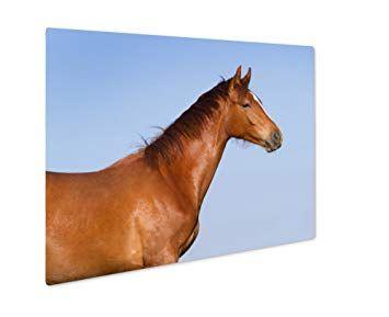 Blue Orange Red Horse Logo - Amazon.com: Ashley Giclee Red Horse, Wall Art Photo Print On Metal ...