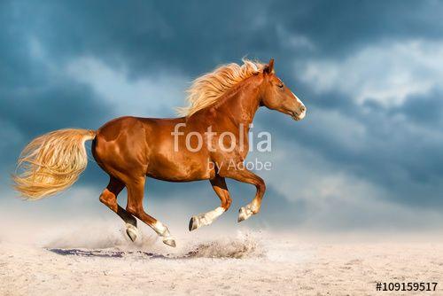 Blue Orange Red Horse Logo - Beautiful red horse run fast in sand against dramatic sky