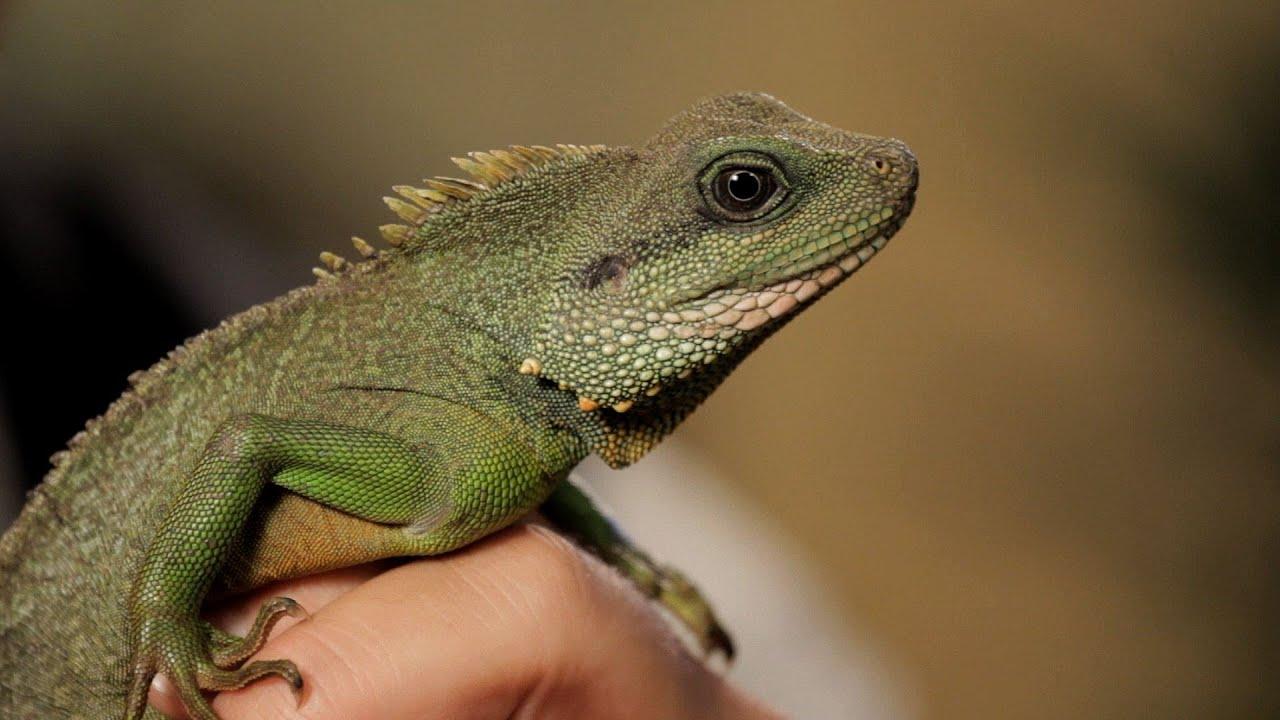 Water Dragon Cool Logo - 4 Facts about Chinese Water Dragons | Pet Reptiles - YouTube