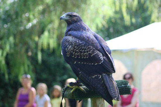 A Bird with a Blue Eagle Logo - Chilean Blue Eagle - Picture of York Bird of Prey Centre, Huby ...