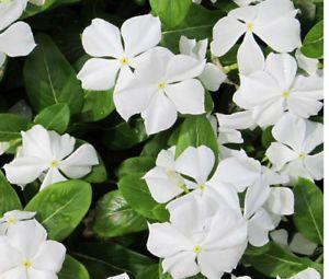 Perwinkle and White Logo - PERIWINKLE DWARF WHITE LITTLE BLANCHE Catharanthus Roseus Bulk