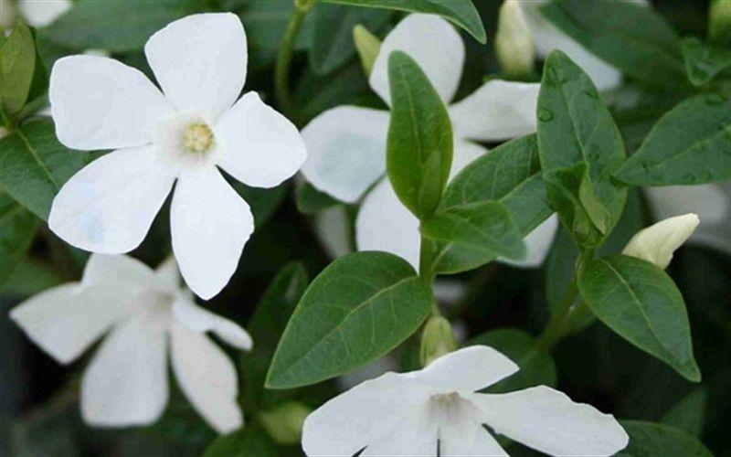 Perwinkle and White Logo - White Periwinkle Count Flat of 4 Pots, Groundcover