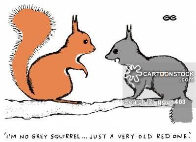 Red Squirrel Animated Logo - LogoDix
