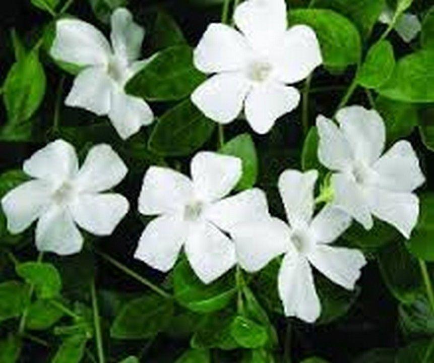 Perwinkle and White Logo - Vinca Periwinkle White 50 Seeds | eBay