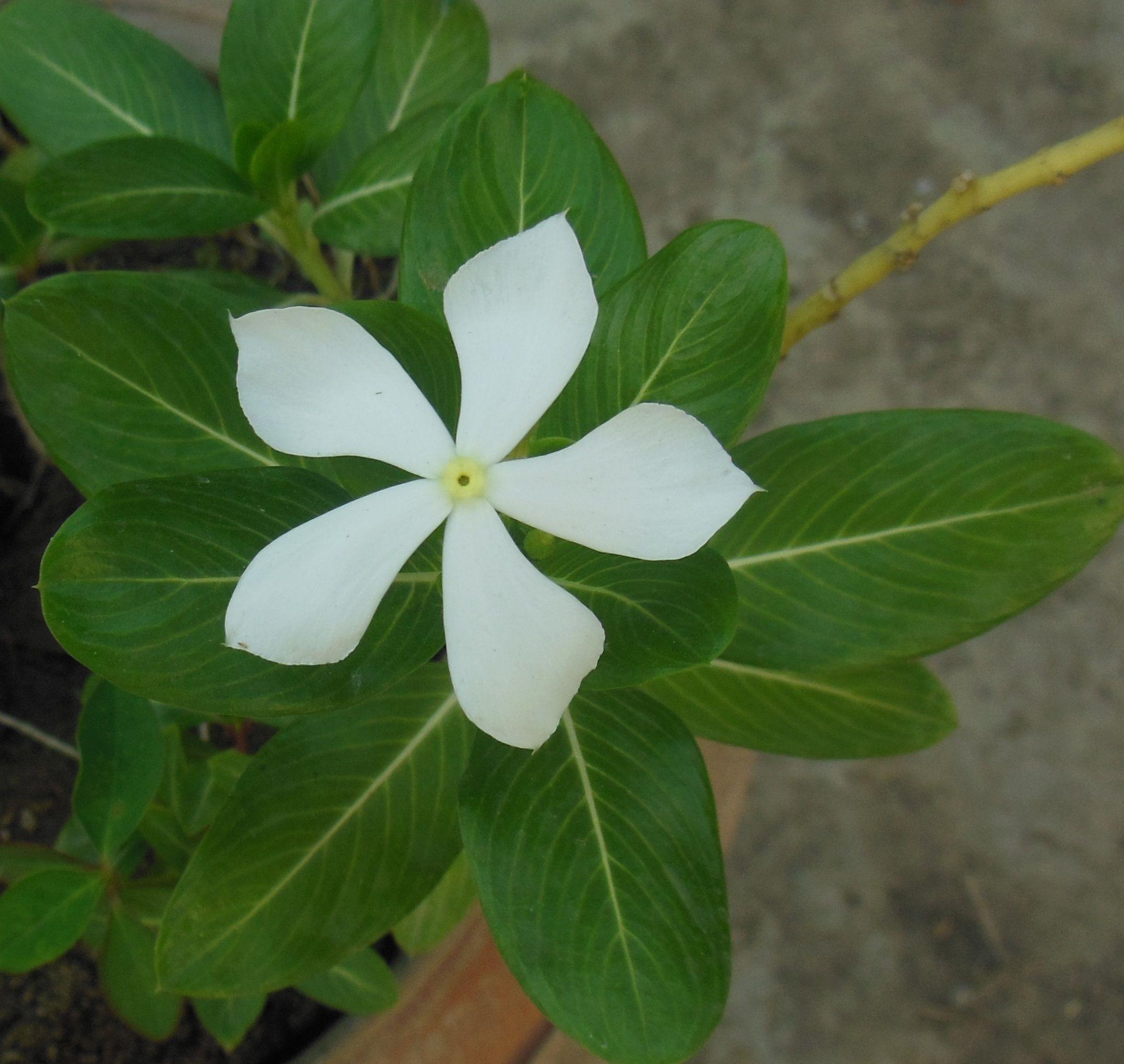 Perwinkle and White Logo - Catharanthus roseus Madagascar periwinkle