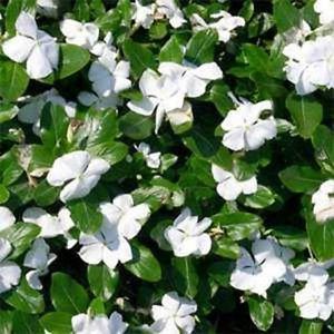 Perwinkle and White Logo - Vinca- Periwinkle- White- 50 Seeds- BOGO 50% off SALE