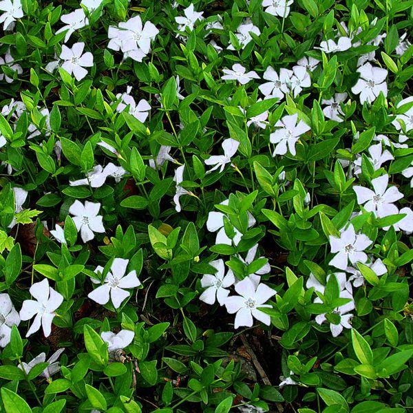 Perwinkle and White Logo - White Periwinkle Vinca minor alba Jeepers Creepers USA Perennial ...