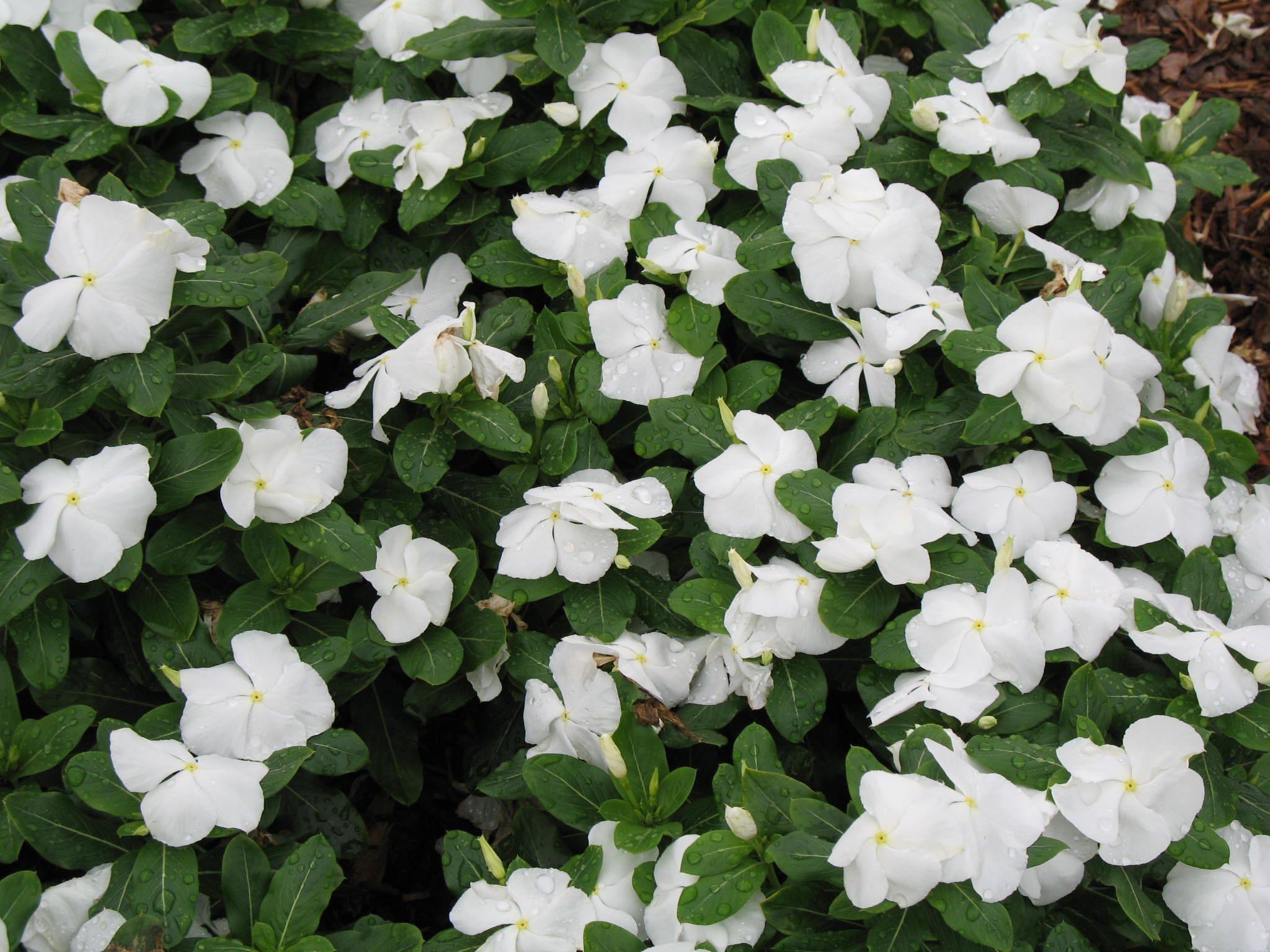 Perwinkle and White Logo - Online Plant Guide roseus 'Titan Pure White' / Titan