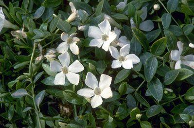 Perwinkle and White Logo - Vinca minor f. alba 'Gertrude Jekyll'. small white periwinkle