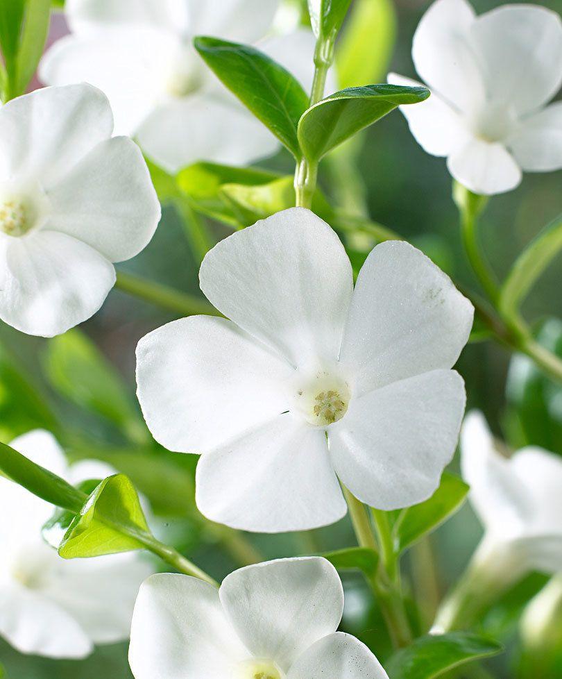 Perwinkle and White Logo - Buy hardy perennial Dwarf periwinkle 'Alba' white