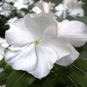 Perwinkle and White Logo - Vinca Heatwave White Periwinkle Flower Seeds / Annual