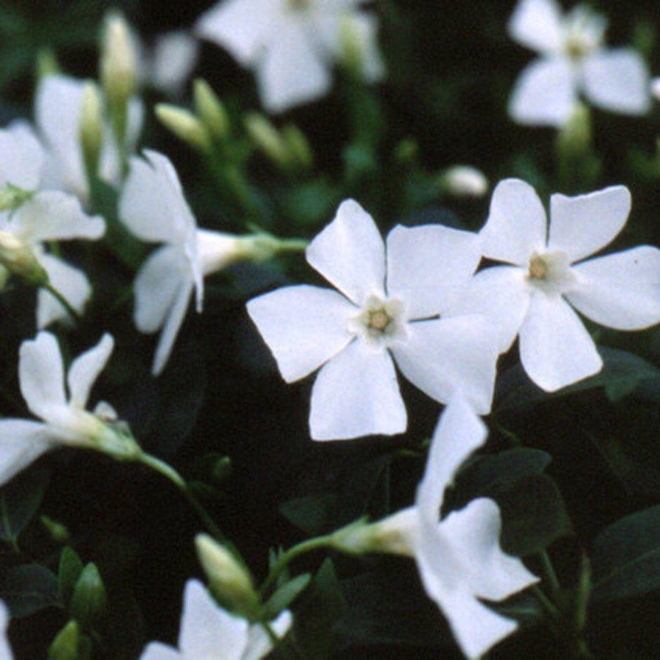 Perwinkle and White Logo - Buy white lesser periwinkle Vinca minor f. alba: £6.99 Delivery by ...