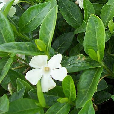 Perwinkle and White Logo - Vinca minor 'Alba' White Periwinkle from Midwest Groundcovers