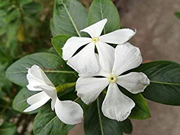 Perwinkle and White Logo - Vinca Minor 'Alba' / Small White Periwinkle in P9 Pots, Lovely