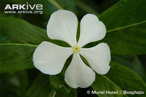 Perwinkle and White Logo - Madagascar periwinkle photo roseus