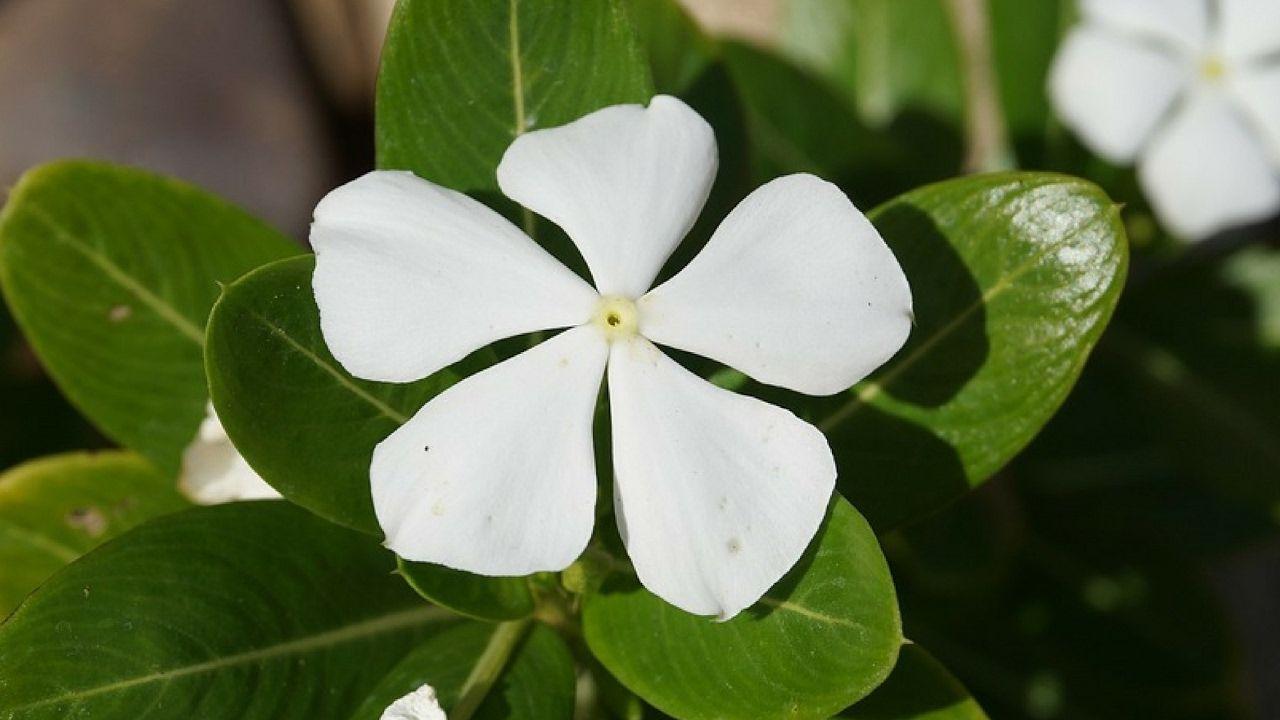 Perwinkle and White Logo - How to use Periwinkle flowerNithyakalyani flower for medication