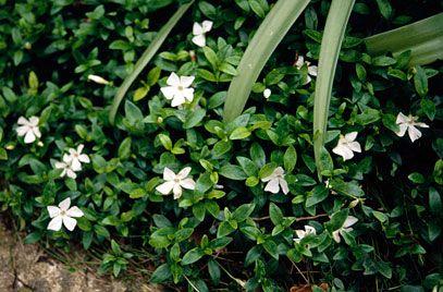 Perwinkle and White Logo - Vinca minor f. alba | small white periwinkle/RHS Gardening