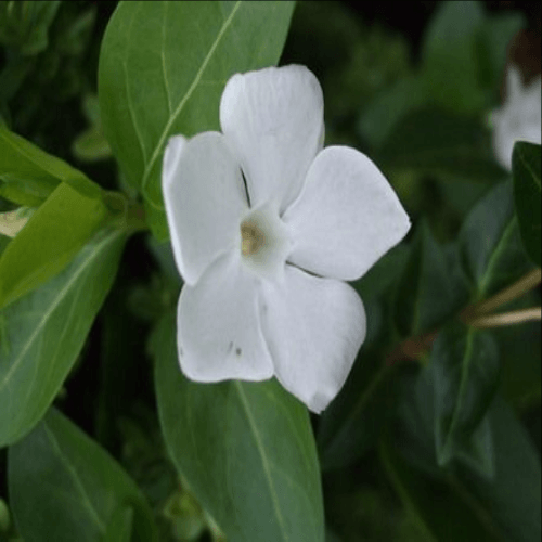 Perwinkle and White Logo - Vinca major alba pure white periwinkle