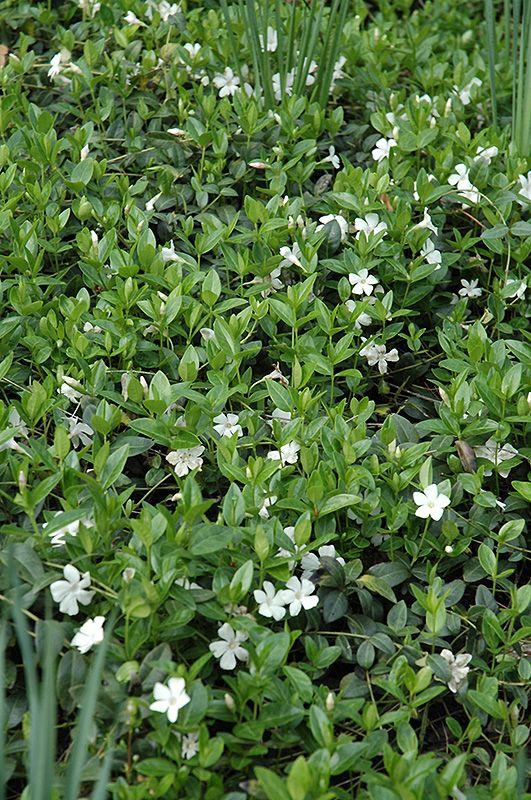 Perwinkle and White Logo - White Periwinkle (Vinca minor 'Alba') in Burlington Waterdown Dundas