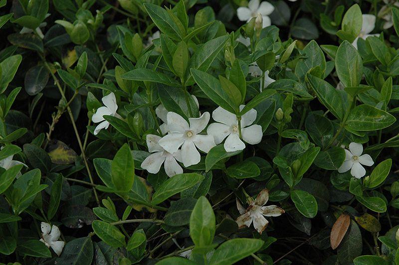 Perwinkle and White Logo - White Periwinkle (Vinca minor 'Alba') in Burlington Waterdown Dundas