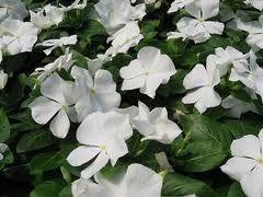 Perwinkle and White Logo - Vinca Catharanthus roseus Cora 'White' Periwinkle from Sedan Floral