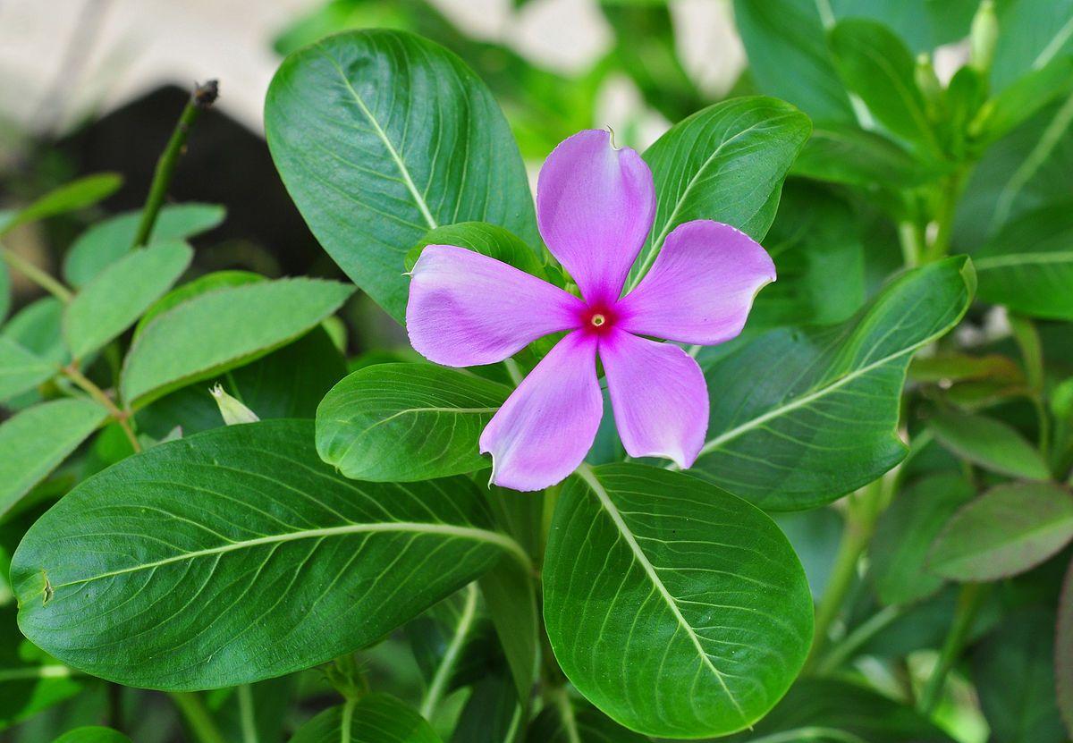 Perwinkle and White Logo - Catharanthus roseus