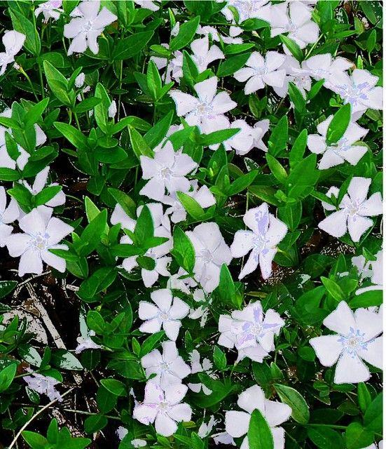 Perwinkle and White Logo - White Periwinkle 'Gertrude Jekyll' (Vinca minor alba)