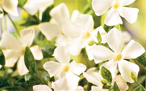 Perwinkle and White Logo - How to grow Vinca minor f. alba 'Gertrude Jekyll' - Telegraph