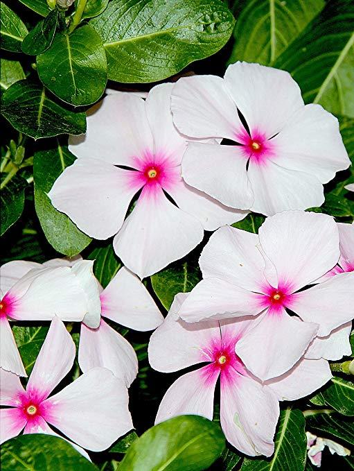 Perwinkle and White Logo - Amazon.com : 100 BRIGHT EYES PERIWINKLE Vinca Rosea Dwarf White ...