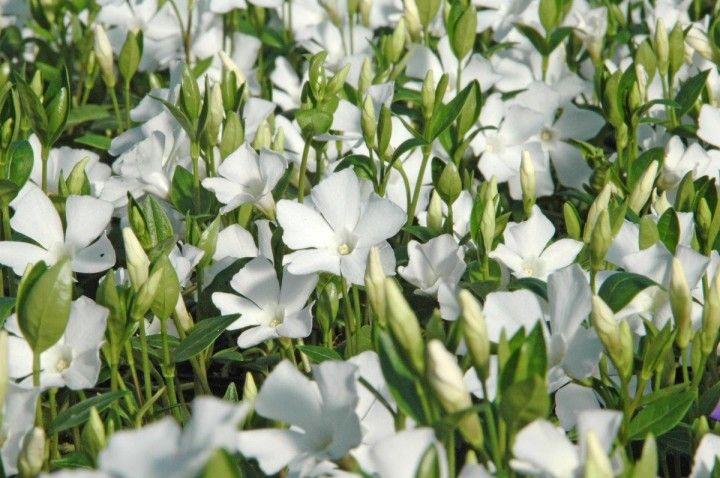 Perwinkle and White Logo - Vinca minor 'Alba' periwinkle. Periwinkle. Ground