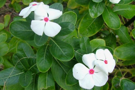 Perwinkle and White Logo - pink periwinkle | Weed Identification – Brisbane City Council