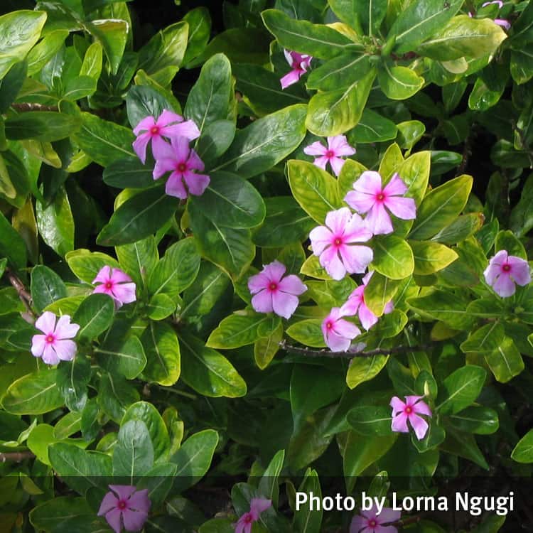 Perwinkle and White Logo - Periwinkle (pink or white) (Catharanthus roseus). Queensland