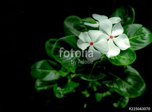 Perwinkle and White Logo - Catharanthus roseus West Indian periwinkle, Madagascar periwinkle