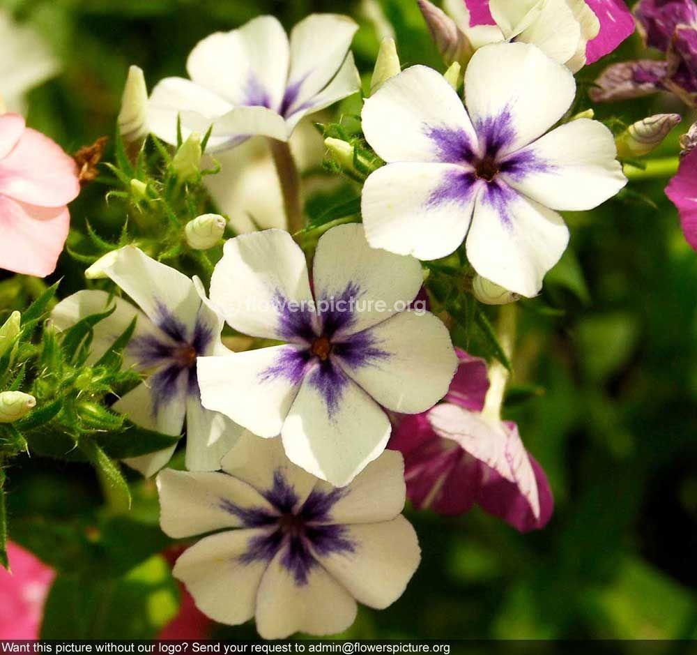 Perwinkle and White Logo - Catharanthus Roseus Blue White | Flowers - Vincas (Periwinkle ...